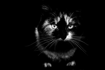 spotted cat black and white photo
