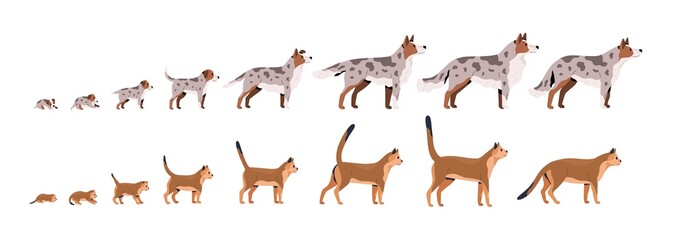 Set of pets growth stages vector flat illustration. Domestic animal grow from puppy to dog and kitty to cat isolated on white background. Growing process of pet life cycle