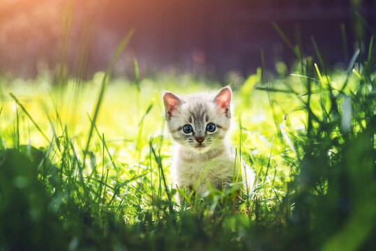 Small kitten cat with blue ayes in green grass on garden close up. Animal pets photography
