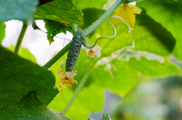 cucumber on a branch with inflorescence grows in the garden