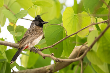 Red vented bulbul (Pycnonotus cafer) perching on a tree with bright green leaves