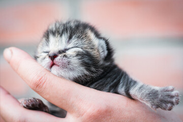 Cute newborn kitten with closed eyes in the hand of a man © SerPhoto