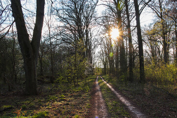 Waldweg im Wald in der Sonne in Brandenburg bei Neuruppin
