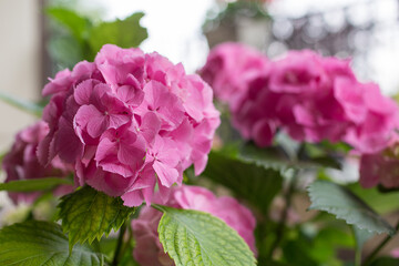 Fiore di ortensia su terrazzo