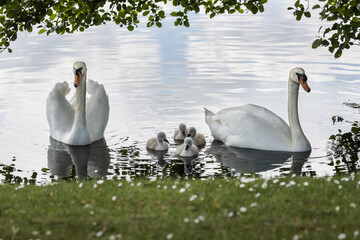 Presenting Family Swan