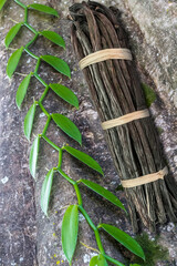 Vanille, gousses et liane