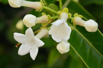 Amazing jasmine white flowers
