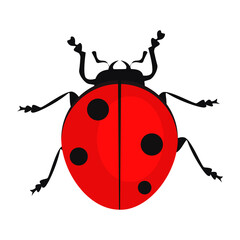 Ladybug isolated . Beetle, bug, entomology. Insects concept. can be used for topics like nature, biology, environment