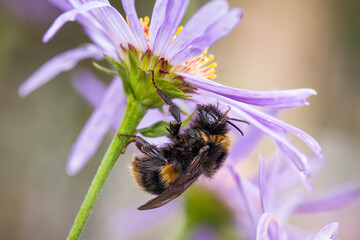 Close up of a wet bumblebee, bombus, sheltering from rain under a purple and yellow aster flower.