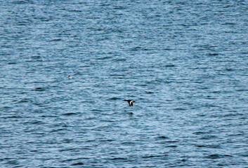 Fototapeta premium Scaup Duck