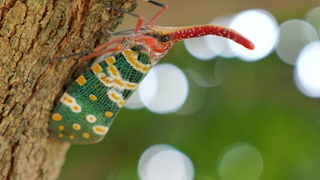 Close up shot of Pyrops candelaria lantern bug or Lantern fly on nature background.