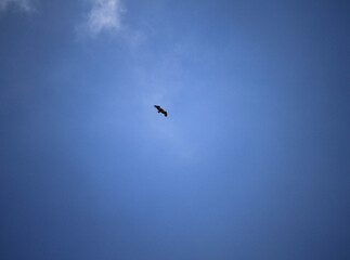 Paisaje de cielo despejado con silueta de pajaro