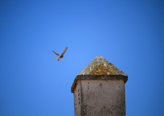 Plano de pequeño pájaro marrón