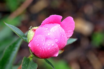 pink tulip with dew drops