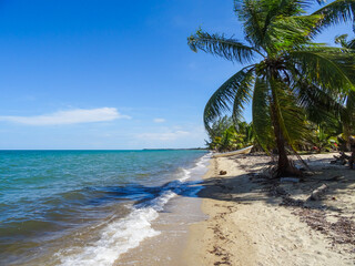 Fototapeta na wymiar Tropical Beach with palm trees in Hopkins, Belize