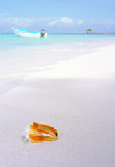 Fototapeta na wymiar Seashell on beach and sea wave. Summer sea landscape.