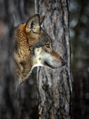 PORTRAIT OF THE WOLF IN THE DARK FOREST © PhotoVlk