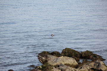 Longtail Duck