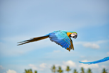 Blue gold macaw in the sky