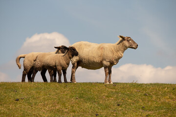 Deichschafe