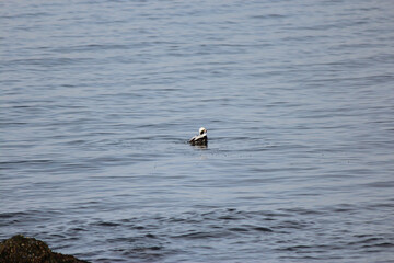 Longtail Duck