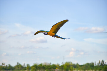 Blue gold macaw in the sky