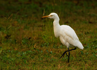 A proud Heron walks in the grass in India