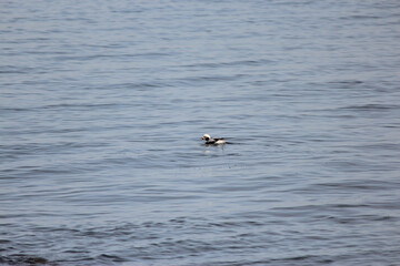 Longtail Duck