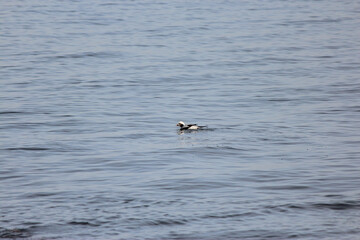 Longtail Duck