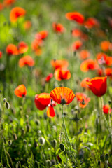 Fototapeta premium Coquelicots rouge dans la prairie au soleil.