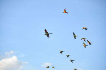 Blue gold macaw in the sky