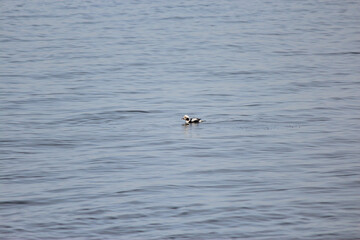 Longtail Duck