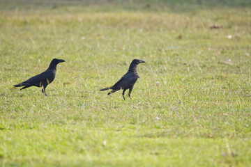 crow on the grass
