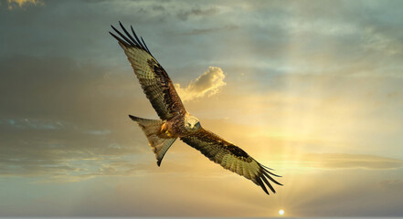 Red Kite