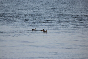 Scaup Duck