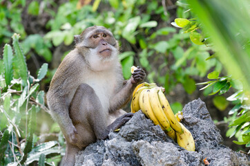 Crab-eating or long-tailed macaque monkey (Macaca fascicularis) eating bananas, Phang Nga Bay,...
