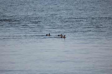 Scaup Duck