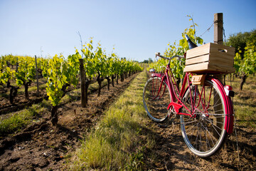 Vieux vélo rouge et caisse de vin dans les vigne au soleil.