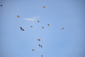 Fototapeta na wymiar Blue gold macaw in the sky