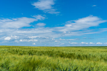 Panoramic rural landscape with idyllic vast green barley fields on hills and trails as lines leading to trees on the horizon, with deep blue sky and fluffy white clouds