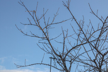 tree branches against blue sky