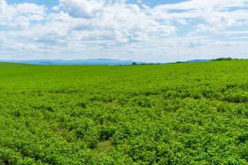 Fototapeta premium Panoramic rural landscape with idyllic vast green barley fields on hills and trails as lines leading to trees on the horizon, with deep blue sky and fluffy white clouds