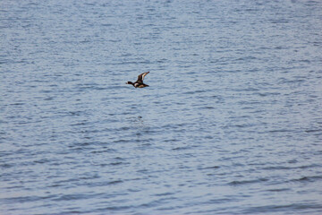 Scaup Duck