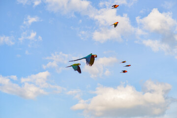 Blue gold macaw in the sky