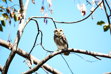 owl on a branch
