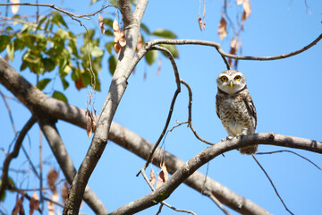 Fototapeta na wymiar owl on a branch 