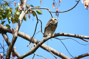 owl on a branch
