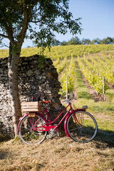 Fototapeta na wymiar Vieux vélo rouge dans les vignes et caisse de bouteille de vin abandonnée par le viticulteur.