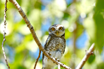 owl on a branch
