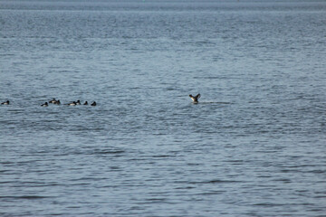 Scaup Duck